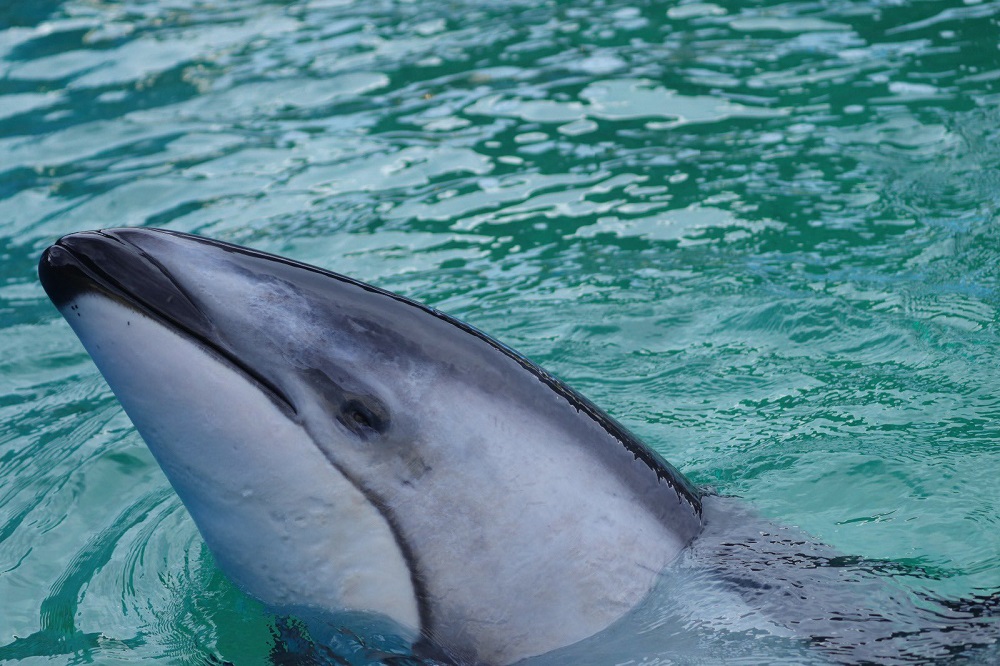 Li’i. Foto Miami Seaquarium Li'i, un delfín de 200 libras de peso (90,7 kilos) que llevaba viviendo 37 años en el Miami Seaquarium y nadaba en el estanque de la fallecida orca Lolita, fue trasladado a un hábitat