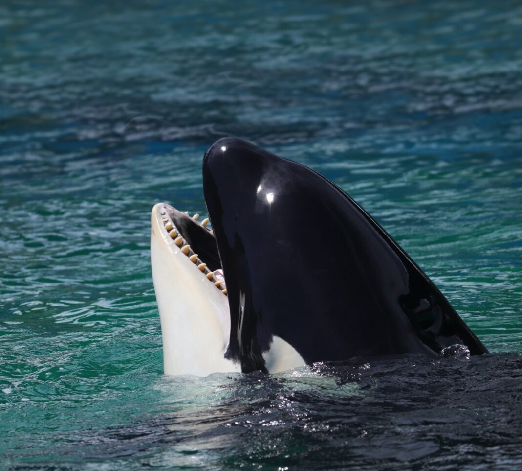 Lolita. Foto MIami SEaquarium Los restos de la orca Lolita, que murió el pasado 18 de agosto en el Miami Seaquarium, tras más de 50 años cautiva, fueron trasladados al estado de Washington y entregados a la tribu nativa Lummi, informó este jueves el acuario en las redes sociales.