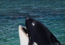 Entregan los restos de la orca Lolita a la tribu Lummi, en Washington Los restos de la orca Lolita, que murió el pasado 18 de agosto en el Miami Seaquarium, tras más de 50 años cautiva, fueron trasladados al estado de Washington y entregados a la tribu nativa Lummi, informó este jueves el acuario en las redes sociales.