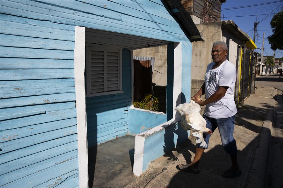 Tom&aacute;s Liberato, un productor av&iacute;cola local, traslada varias gallinas a su camioneta para regalarlas ante la imposibilidad de venderlas debido al cierre de la frontera dom&iacute;nico-haitiana.