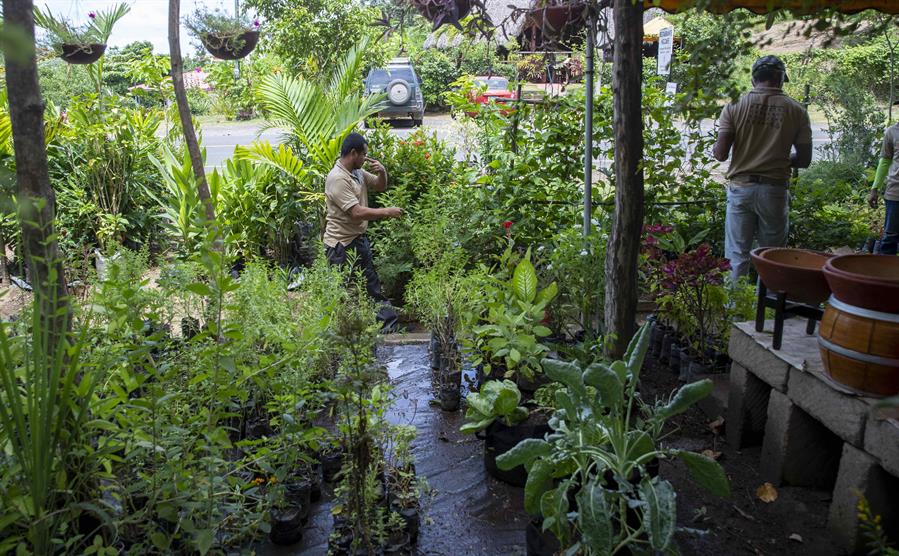 Un hombre con discapacidad auditiva trabaja en un jardín en el vivero Nicafe,