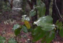 El Niño "apaga" el sumidero de carbono de los bosques sudamericanos Los bosques tropicales de Sudamérica pierden su capacidad de absorber carbono de la atmósfera cuando las condiciones se vuelven excepcionalmente cálidas y secas, como las que provoca El Niño.