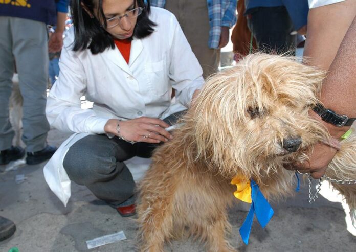 funcionaria del Ministerio de Salud mientras coloca una vacuna anti-rabia a un perro