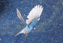 Artistas latinoamericanos donan obras de aves migratorias en apoyo a la educación infantil obra del artista Xavi Muñoz que forma parte de la exhibición titulada Migración
