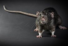 Nueva York crea un "escuadrón de élite de activistas contra las ratas" rata