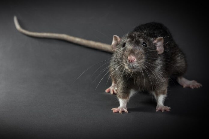 Animal gray rat close-up rata