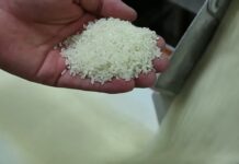 Estados Unidos espera menos disponibilidad y precios volátiles de trigo y arroz para 2024 Producción de arroz.