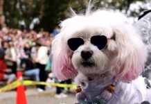 La intensa lluvia, frío y viento que enfrentaron hoy los neoyorquinos no impidió que cientos de personas acudieran a uno de los eventos populares más divertidos en esta ciudad, en el que mascotas y sus dueños desfilan con sus disfraces de Halloween.