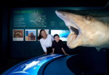 El asombroso mundo de los tiburones llega a Miami con la exposición "Sharks" El asombroso mundo de los tiburones llega a Miami con la exposición "Sharks"