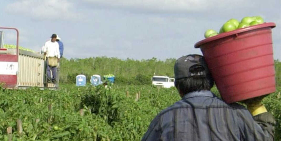 Una ley para proteger a los trabajadores agrícolas en Colorado ha mostrado un efecto negativo para granjeros y sus empleados cuando se cumplen dos años de su entrada en vigor, según un reporte divulgado este martes por la Asociación de Productores de Frutas y Verduras de Colorado (CFVGA, en inglés).