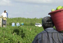 Una ley para proteger a los trabajadores agrícolas en Colorado ha mostrado un efecto negativo para granjeros y sus empleados cuando se cumplen dos años de su entrada en vigor, según un reporte divulgado este martes por la Asociación de Productores de Frutas y Verduras de Colorado (CFVGA, en inglés).