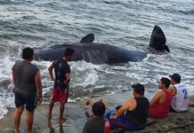 ballena jorobada encallada