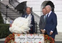 Biden celebra su cumpleaños indultando a dos pavos de Acción de Gracias Biden indultó a los dos pavos en un evento en los jardines de la Casa Blanca en el que dio un breve discurso con chistes y chascarrillos.