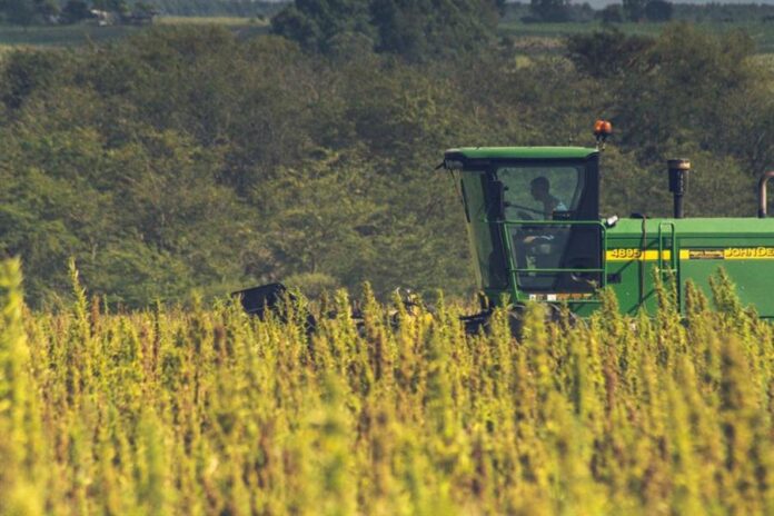 Los alimentos a base de semillas de cáñamo, con un alto aporte nutricional