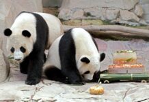 Washington despide a sus tres pandas, que regresan a China en un vuelo privado Los tres pandas gigantes de Washington salieron esta mañana del Zoológico Nacional del Smithsonian a bordo de tres camionetas con destino el Aeropuerto Internacional Dulles.