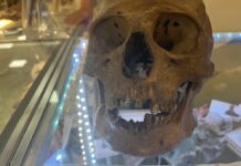 Un antropólogo descubre un cráneo humano en la sección de Halloween de tienda de Florida cráneo humano