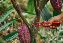 México consume 700 gramos de chocolate per cápita al año, según un informe Cacao