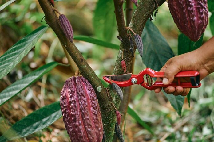 Cacao