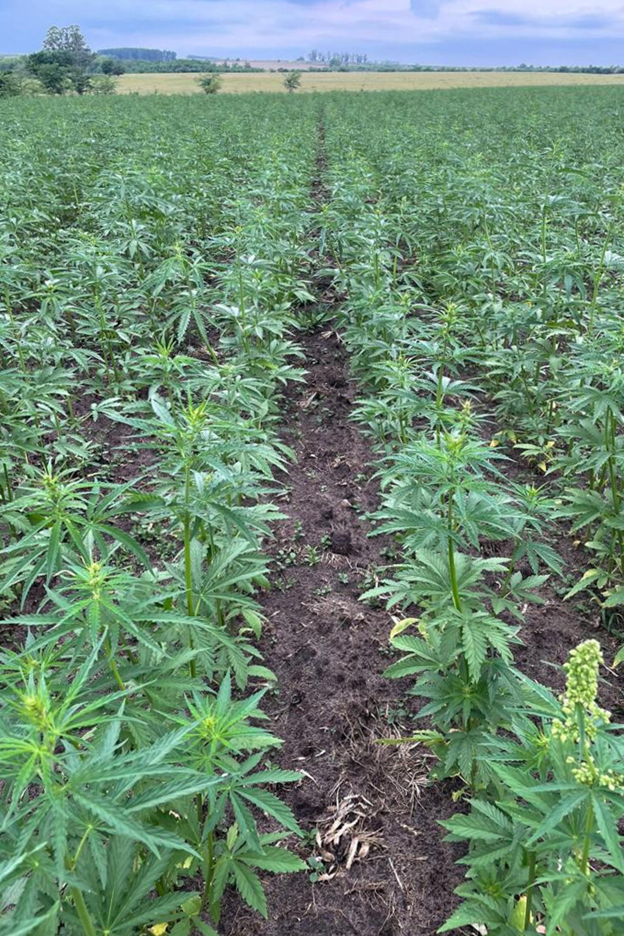 plantaci&oacute;n de c&aacute;&ntilde;amo, en Montevideo 