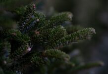 Muchas personas prefieren la experiencia auténtica de tener un árbol natural en su hogar. El aroma fresco y natural del árbol, junto con su apariencia única.