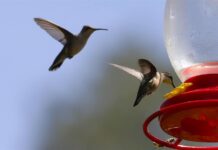 Colibríes vuelan cerca de un bebedero al interior del ‘Santuario del colibrí’.