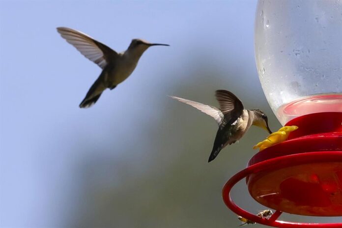 Santuario colibríes Colibríes vuelan cerca de un bebedero al interior del ‘Santuario del colibrí’.