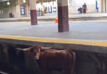 El toro aparece paseándose tranquilamente por las vías de la estación de Newark, sin causar alarma.