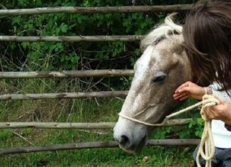 Nueva York tumba un proyecto de ley para vetar los carruajes con caballos La terapia con caballos durante seis meses mejora síntomas en esclerosis múltipl