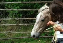 Nueva York tumba un proyecto de ley para vetar los carruajes con caballos La terapia con caballos durante seis meses mejora síntomas en esclerosis múltipl
