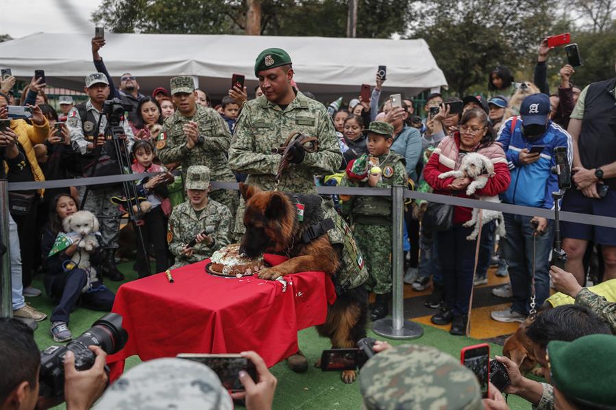 Arkadas, un perro pastor alemán donado por Turquía a México, (2)