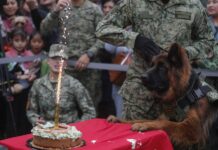 Ejército mexicano celebra cumpleaños de Arkadas, perro rescatista donado por Turquía Arkadas