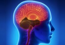 El estudio aclara que reconocer lo inesperado es una capacidad cognitiva, ya que lo no conocido también puede suponer un peligro.