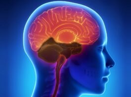 Un estudio expone que el asombro disminuye a medida que el cerebro se desarrolla El estudio aclara que reconocer lo inesperado es una capacidad cognitiva, ya que lo no conocido también puede suponer un peligro.
