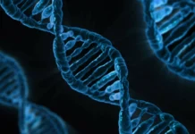 Ese gen tiene tres alelos (versiones), y haber heredado uno u otro confiere a las personas un riesgo diferente de desarrollar distintas enfermedades, entre ellas las cardiovasculares y el alzhéimer.