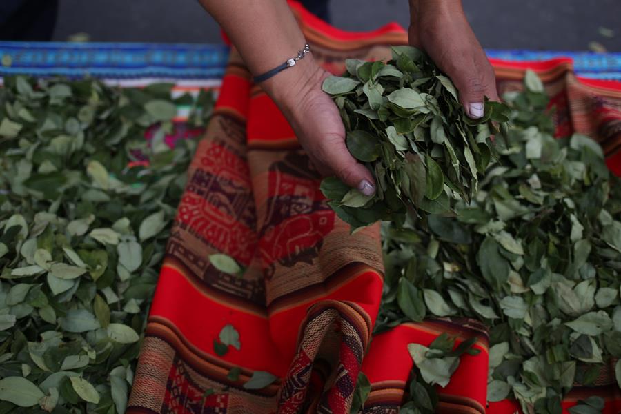 Una persona muestra hojas de coca durante evento por la conmemoraci&oacute;n del D&iacute;a Nacional del Acullico