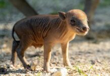 Zoológico de Miami que muestra a una cría babirusa, (2)