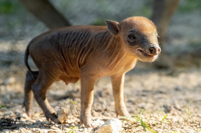 Zoológico de Miami que muestra a una cría babirusa, (2) Zoológico de Miami que muestra a una cría babirusa, (2)