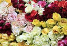 Las flores de San Valentín llegan por toneladas a Miami El Día de los Enamorados, que se celebra cada 14 de febrero, festividad de San Valentín, está marcado en rojo en el calendario de los comerciantes minoristas de EE.UU.