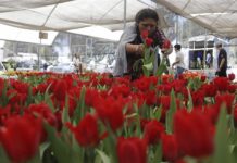 Vendedores ofrecen tulipanes previo al Día de San Valentín (1)