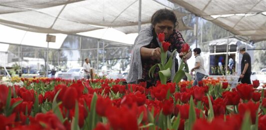 Vendedores ofrecen tulipanes previo al Día de San Valentín (1)