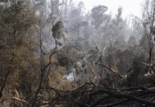 Árboles quemados por el incendio en el Jardín Botánico de Viña del Mar.