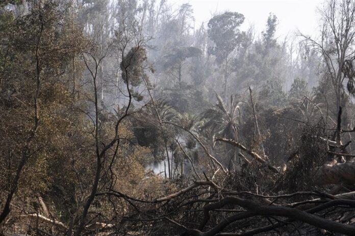 Árboles quemados por el incendio en el Jardín Botánico de Viña del Mar.
