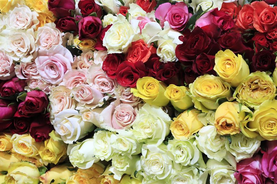 rosas