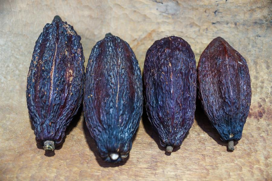 el fruto del cacao