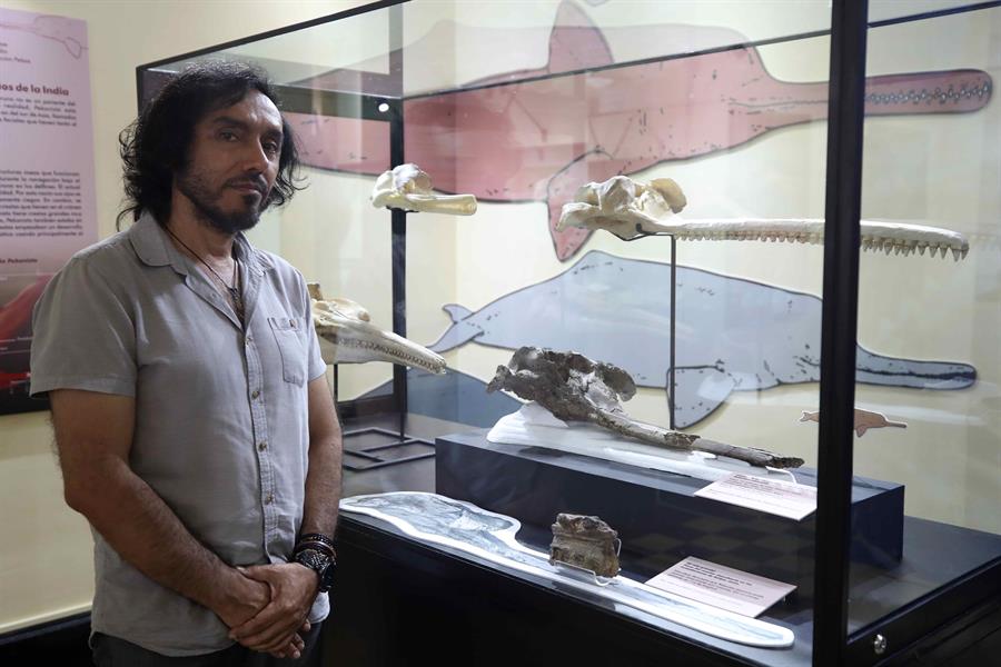 El paleontólogo Rodolfo Salas posa junto a un cráneo de 16 millones de años expuesto en el museo de Historia Natural