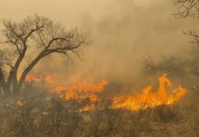 Miles de cabezas de ganado han muerto por incendios que siguen ardiendo en en Texas Los bomberos han contenido apenas un 37 % del incendio Smokehouse Creek, que arrasó caso 429.000 hectáreas.