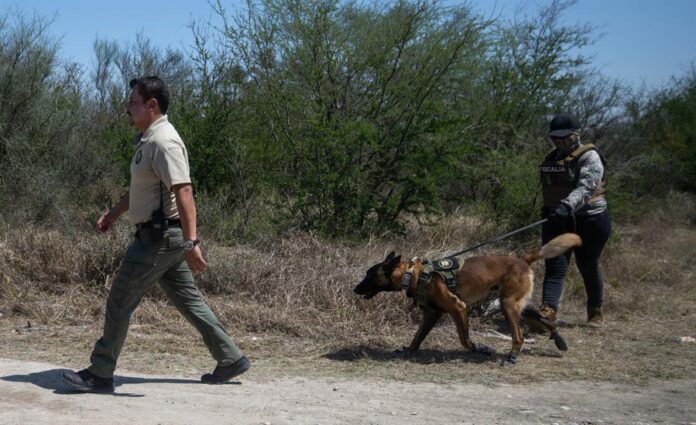 Integrantes de la fiscalía estatal acompañados de binomios caninos trabajan este jueves en la zona donde se localizaron cinco restos humanos