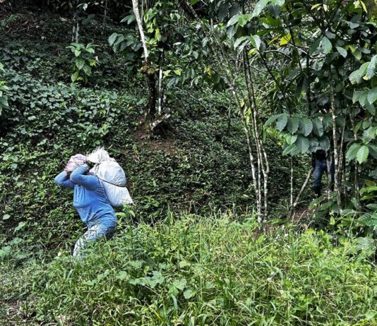 Jornaleros migrantes bajan un 80 % en la frontera sur de México ante el crimen y la sequía Jornaleros
