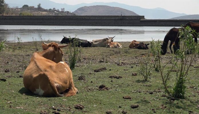 Sequía azoa Oaxaca efe La crisis se refleja en la presa Presidente Benito Juárez del Istmo de Tehuantepec, la zona más estrecha de México, donde el embalse está a cerca de un tercio de su capacidad de 300.000 metros cúbicos en el municipio de Jalapa del Marqués, a 210 kilómetros de la capital oaxaqueña.