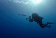 la fotógrafa mexicana Cristina Mittermeier fotografiando a un tiburón tigre